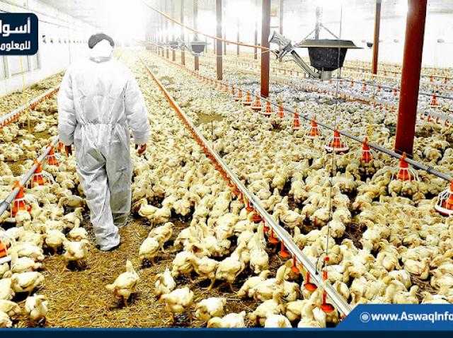 الدواجن البيضاء تنخفض اليوم بالمزرعة