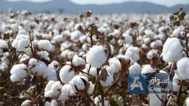 الجفاف وقوة الطلب يدفعان أسعار القطن الأمريكي لأعلى مستوياتها