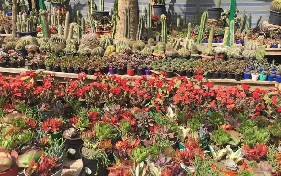 يسبقه افتتاح تجريبي.. وزير الزراعة: انطلاق معرض زهور الربيع 16 أبريل