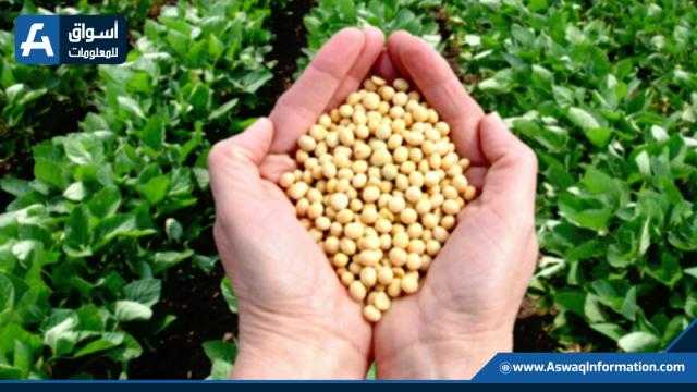 11 سنتاً انخفاضاً في عقود بذرة الصويا ببورصة شيكاغو
