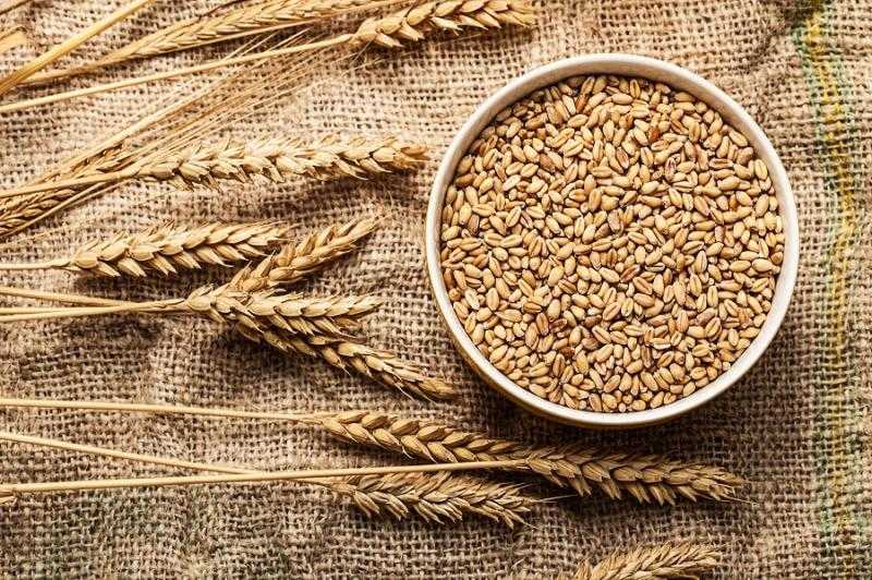 تراجع أسعار القمح عالميا اليوم في بورصة شيكاغو