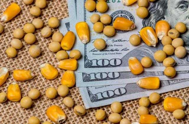 توقعات بارتفاع أسعار الحبوب والبذور الزيتية خلال 2022