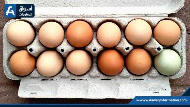 البلدي بـ66 جنيهًا.. سعر كرتونة البيض اليوم الخميس للمستهلك