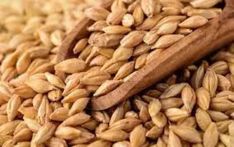 تنامي الطلب الصيني والتركي يعزز استقرار سوق الشعير الأوكراني وسط تراجع المعروض