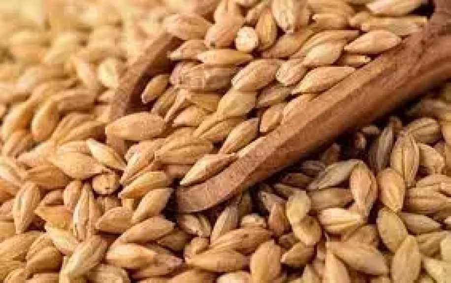 أوكرانيا ترفع صادرات الشعير بنسبة 22% لموسم 2025/2026 رغم تراجع المساحات المزروعة
