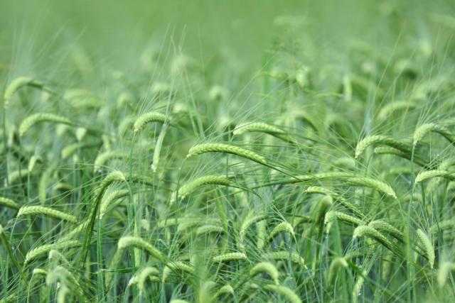 انخفاض واردات السعودية من الشعير بنسبة 41% خلال موسم 2021-22