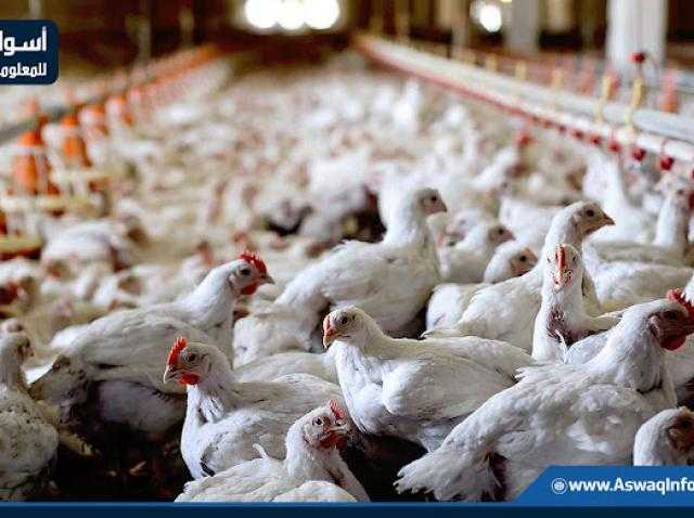 أسعار الدواجن البيضاء ترتفع اليوم للمستهلك