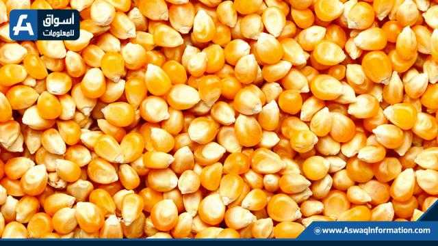 تباين أسعار الذرة محلياً لدى التجار