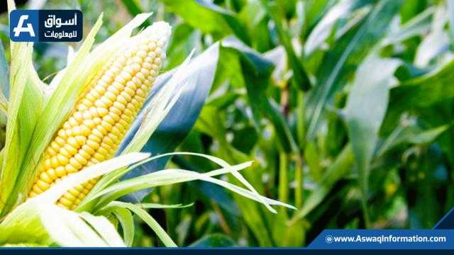 استقرار أسعار الذرة بالسوق المحلي اليوم الجمعة 18 فبراير