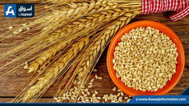 هبوط متواصل لعقود القمح في بورصة شيكاغو