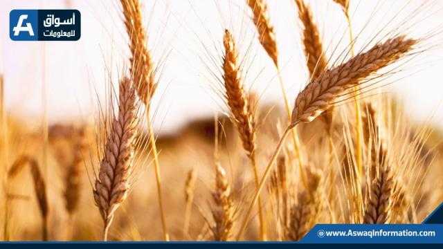القمح يواصل الارتفاع في بورصة شيكاغو