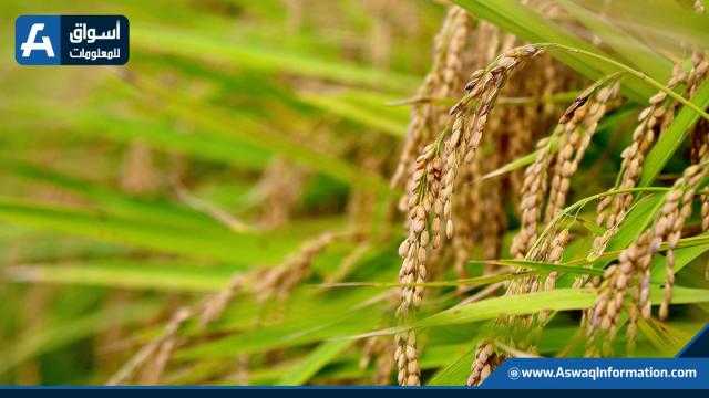 أسعار الأرز الشعير تستقر لليوم الثالث على التوالي