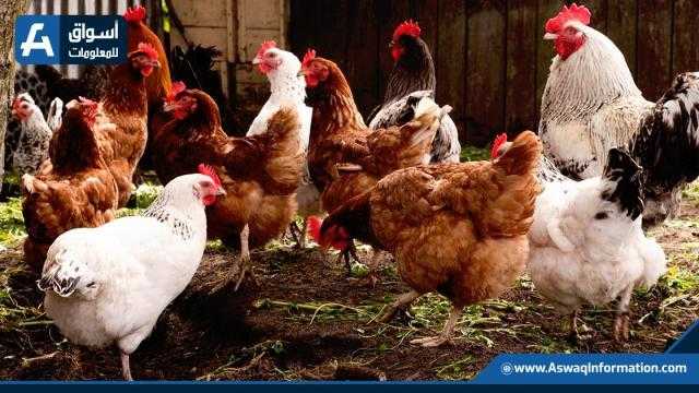 البيضاء بـ34 جنيهًا.. أسعار الدواجن اليوم الثلاثاء بالمزرعة