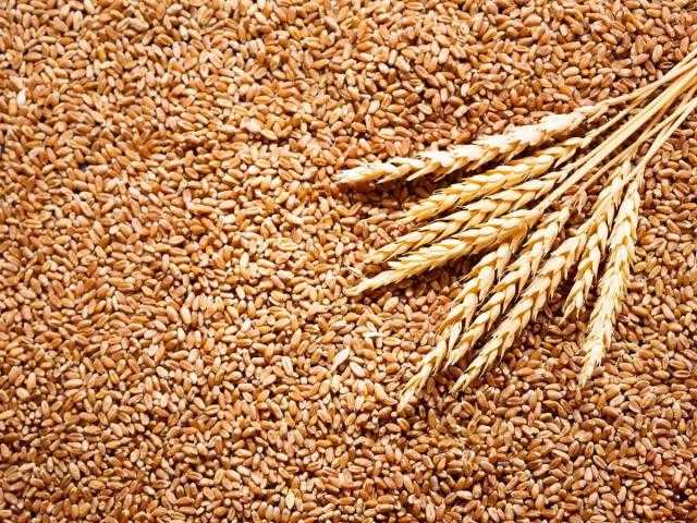ارتفاع أسعار القمح الأمريكي عقب بيانات التصدير الأوكرانية