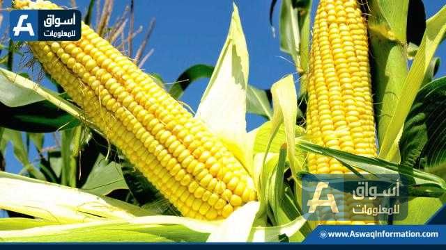 العقود الآجلة للذرة تفتتح تداولات الجمعة على ارتفاع