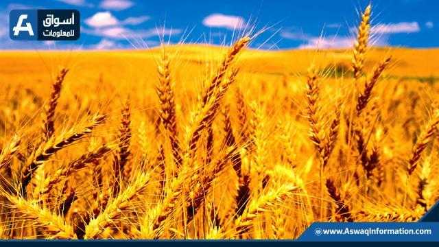 سعر القمح يسجل انخفاضًا عقب توقعات بزيادة الصادرات الهندية