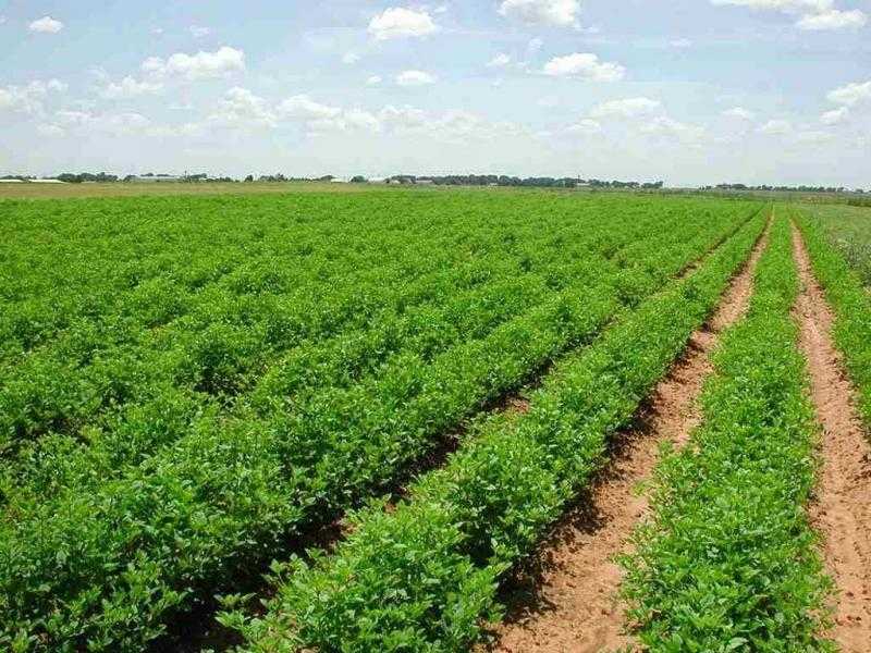مسؤول بالزراعة: إنتاج مركبات تزيد من المحاصيل الزراعية وتحسن جودتها