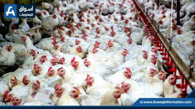البيضاء بـ39 جنيهًا.. أسعار الدواجن اليوم الجمعة بالمزرعة