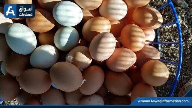 سعر كرتونة البيض اليوم الثلاثاء 19-4-2022 للمستهلك