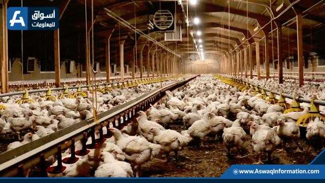أسعار الدواجن اليوم الأحد للمستهلك.. «الفراخ الحمراء بكام»