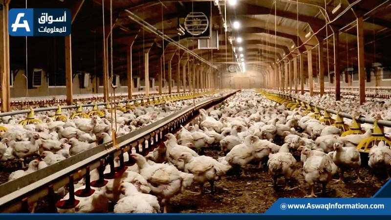ارتفاع الفراخ الحمراء.. تعرف على أسعار الدواجن اليوم الخميس للمستهلك