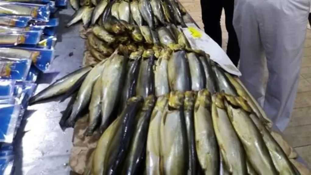 ضبط 14 طن أسماك مدخنة ومملحة مجهولة المصدر