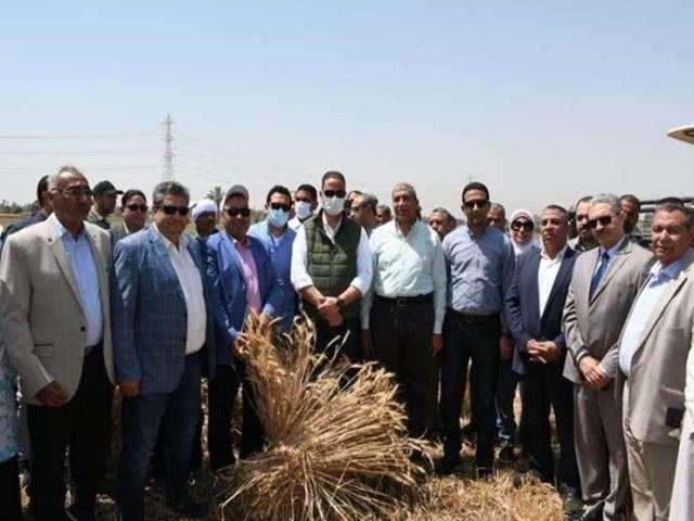 بزيادة 10%.. بدء موسم حصاد القمح في الفيوم