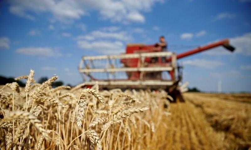 أسعار القمح العالمية تعزز مكاسبها بنهاية تعاملات السوق الأمريكي