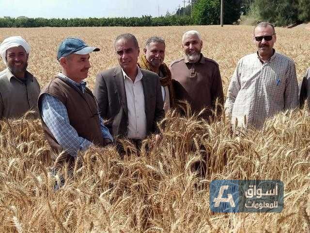 الزراعة تتابع حصاد وتوريد القمح بكافة المحافظات خلال إجازة عيد الفطر