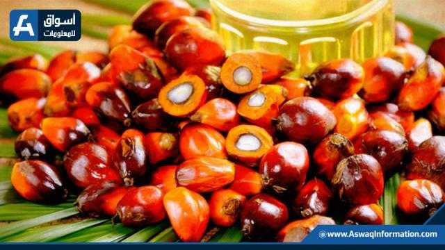 انخفاض حاد في عقود زيت النخيل الماليزي عقب خطة إندونسيا لتسريع الصادرات