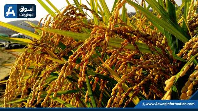 أسعار الأرز بالجملة اليوم السبت.. استقرار الشعير والأبيض