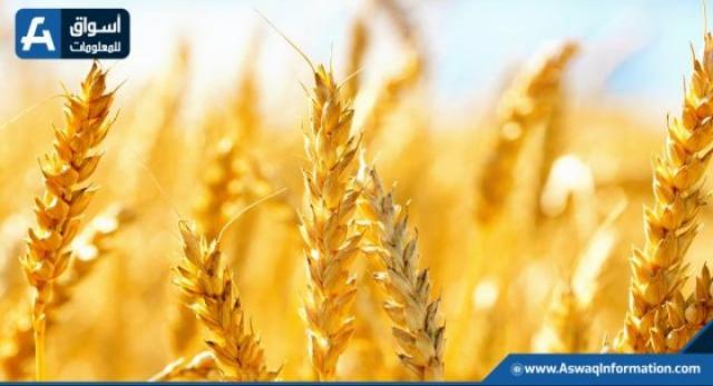 70 سنتا للبوشل.. ارتفاع أسعار عقود القمح ببورصة شيكاغو