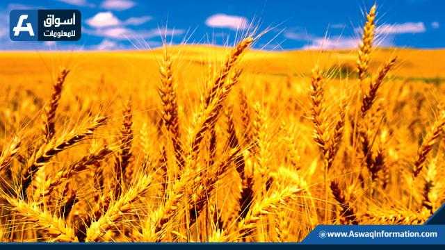 توريد 163 ألفًا و107 أطنان قمح حتى اليوم بكفر الشيخ