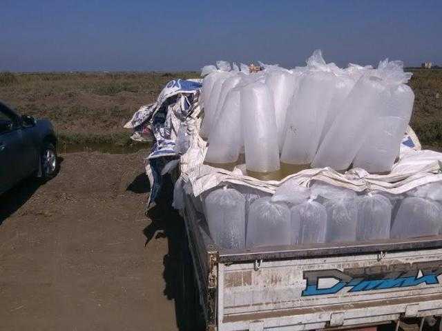 ضبط 100 ألف وحدة زريعة أسماك مهربة في سيارات بكفر الشيخ