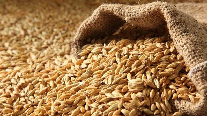 الأردن يشتري نحو 100 ألف طن من علف الشعير في مناقصة