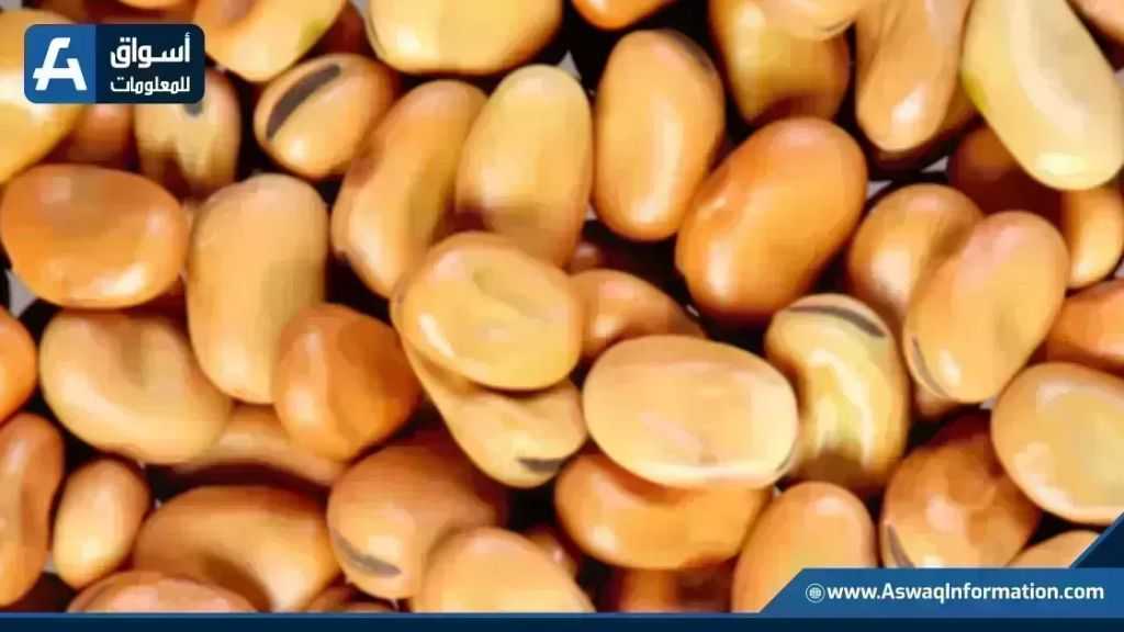 سعر الفول اليوم الإثنين عند التاجر.. أردب الفول البلدي بكام