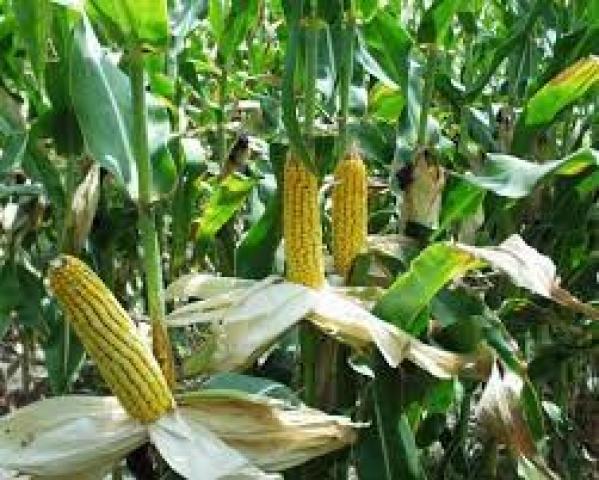 عاجل | انخفاض أسعار عقود الذرة في بورصة شيكاغو