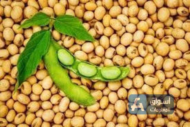 تراجع سعر بذرة الصويا في بورصة شيكاغو