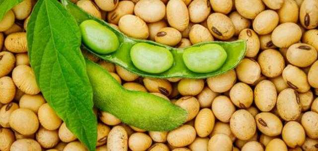 بذرة الصويا تعزز مكاسبها في بداية تعاملات بورصة شيكاغو التجارية