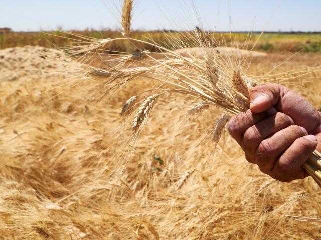 العامة لتجارة الحبوب بصلاح الدين تطمئن بشأن خزين القمح وتبشر بموسم تسويق جيد