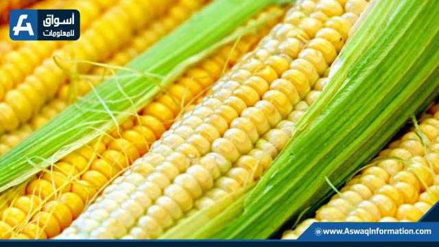 عقود الذرة تفتتح تداولات الأسبوع على انخفاض