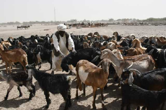 الثروة الحيوانية بالسودان بين سندان تقلبات الساسة ومطرقة مافيا التهريب