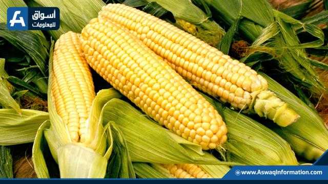 عقود الذرة تعزز مكاسبها بأكثر من 9 سنتات ببورصة شيكاغو