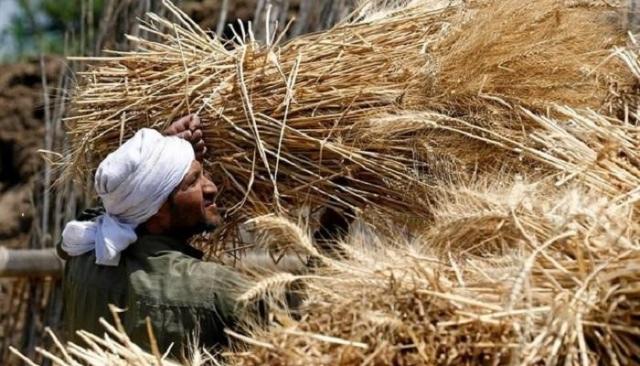 مصر تشتري 3.5 مليون طن قمح من المزارعين خلال موسم الحصاد الجاري
