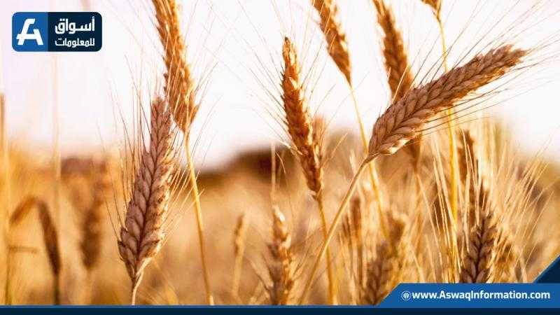 مصر تتعاقد على شراء 400 ألف طن قمح مستورد