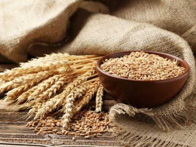 وزارة الاقتصاد الإماراتية تصدر قرارًا وزاريًا بشأن وقف تصدير القمح الهندي لمدة 4 أشهر