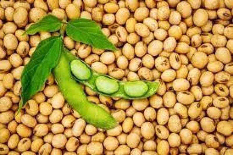 انخفاض حاد بأسعار عقود بذرة الصويا في مستهل تعاملات بورصة شيكاغو