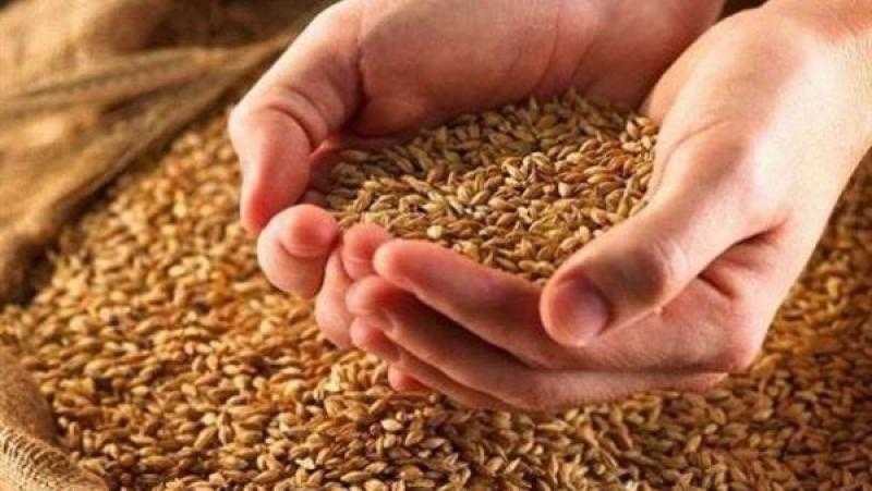 سعر القمح يتجه للسقوط عند نهاية تعاملات بورصة شيكاغو للحبوب