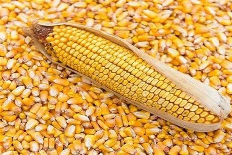 تباين أسعار الذرة عند التسوية ببورصة شيكاغو التجارية