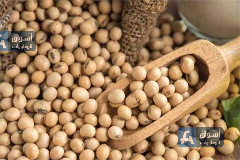بذرة الصويا تفتتح تداولات اليوم على ارتفاع